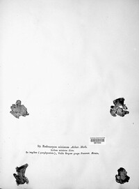Dermatocarpon miniatum image